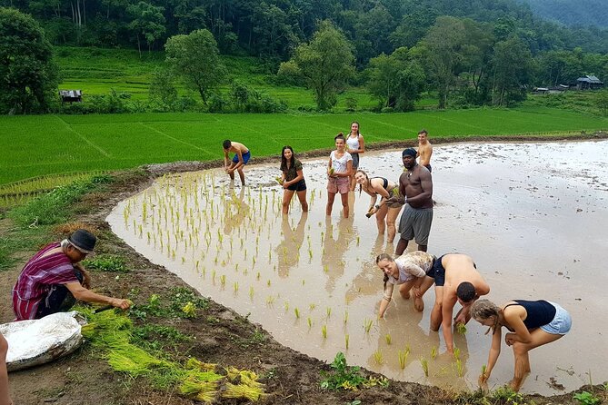 1 Day Trekking in Chiang Mai - Price and value: what $94.01 buys you