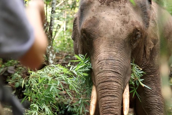 2-Day Kindred Spirit Elephant Sanctuary in Chiang Mai - Key highlights to expect