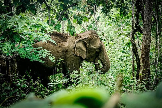 2-Day Kindred Spirit Elephant Sanctuary in Chiang Mai - Homestay Night: Basic, Clean, and Community-Focused