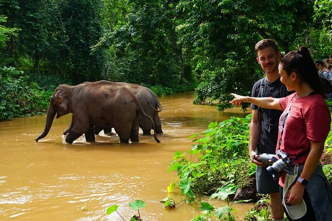 2-Day Kindred Spirit Elephant Sanctuary in Chiang Mai - Forest Morning with the Elephants: Watching Natural Behavior