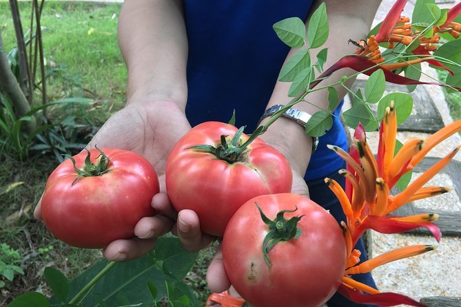 2 days 1 night: Explore Countryside and exclusive Homestay. - Day Two by Soft Cycling: Farms, Rice Fields, and Real-World Chiang Mai
