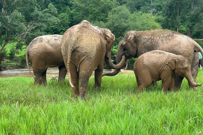 4 in 1 Elephants Long Neck Rafting and Sticky Waterfall Tour - The Big Idea: Four Stops in Chiang Mai, One Cost That Makes Sense
