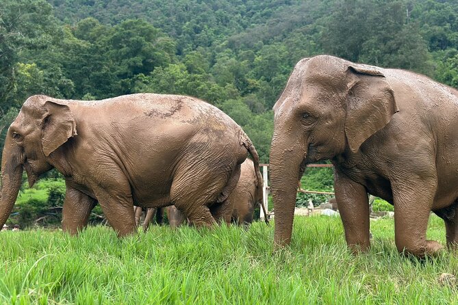 4 in 1 Elephants Long Neck Rafting and Sticky Waterfall Tour - Key Highlights You’ll Actually Feel During the Day