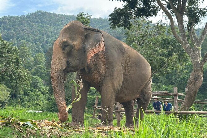 4 in 1 Elephants Long Neck Rafting and Sticky Waterfall Tour - Ethical Elephant Sanctuary: What Respectful Elephant Time Looks Like