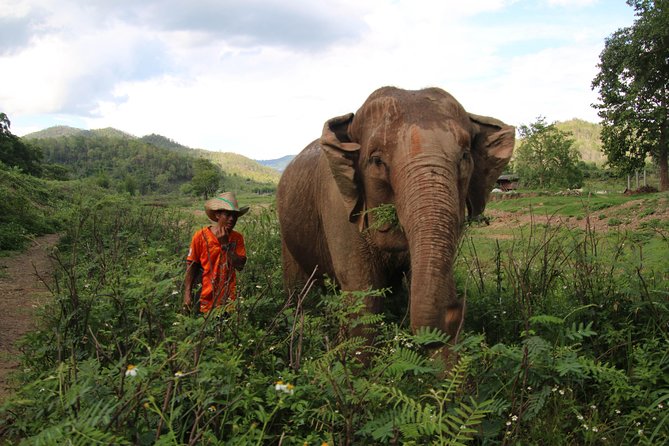 A stunning 11 Day Tuk Tuk Adventure in Northern Thailand - with driver - Maevang Elephant Home and Mae Sapok: a remote day with strong emotional value