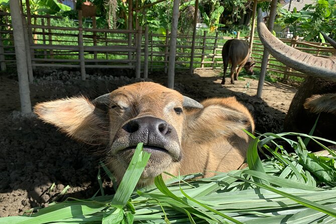 Aroidee’s Farm-Fresh Thai Cooking Experience - A Roi Dee Organic Farm: getting there and what the 4 hours feels like