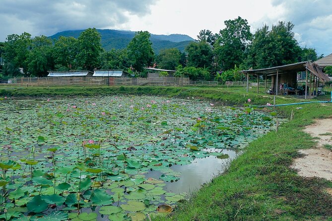 Aroidee’s Farm-Fresh Thai Cooking Experience - Who this farm cooking class suits best (and who might rethink it)