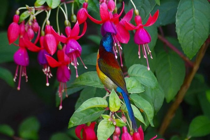 Bird Watching Doi Inthanon - 5:00 AM Pickup, Breakfast by the Park, and the Morning Warm-Up