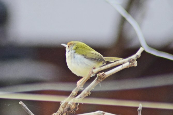 Bird Watching Doi Inthanon - Lunch at Midday: Refuel Without Losing the Rhythm