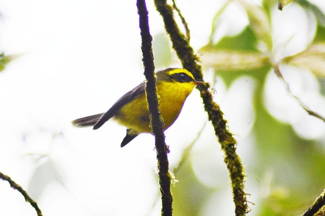 Bird Watching Doi Inthanon - Getting Back to Chiang Mai: Easy Finish, Less Stress