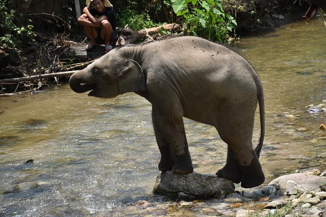 Care Pride Elephants: Full-Day Tour Experience - Caring for elephants: what you actually learn (and why it matters)