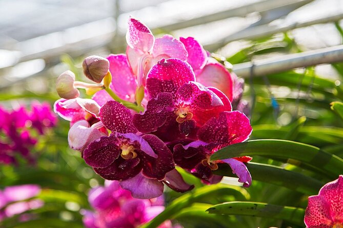 Chiang Dao Cave & 5 Hill Tribe villages - Bai Orchid and Butterfly Farm: where you slow down for 2 hours
