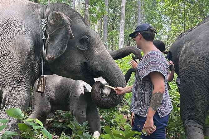 Chiang Mai 1 Day: Elephant Sanctuary, Waterfall & Bamboo Rafting - Lunch by Mae Saphok Waterfall: vegetarian Thai food + a cooling break