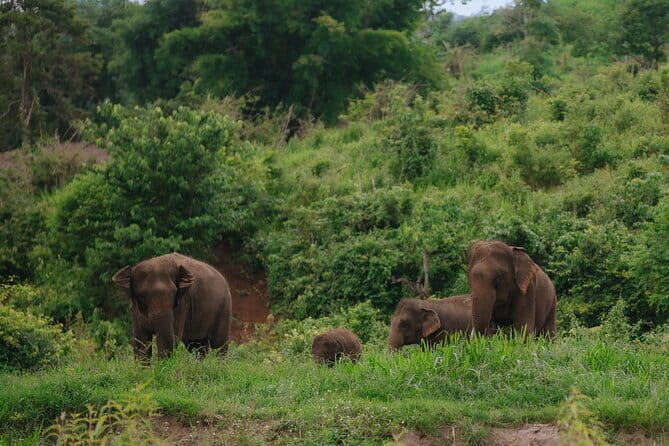 Chiang Mai 4 in 1 : 2 days - 1 Nights. Elephants Camp + Adventure - The Waterfall-Front Overnight: Sleep Where the Views Live