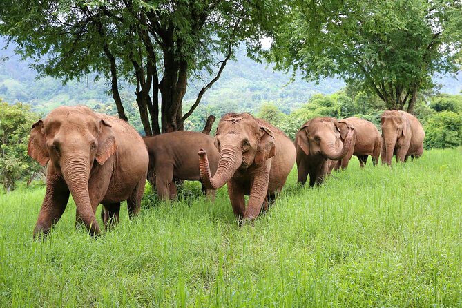Chiang Mai ATV White Water Rafting and Elephant Sanctuary Full-Day Trip - Views toward the Tang River and the sanctuary setting across the landscape