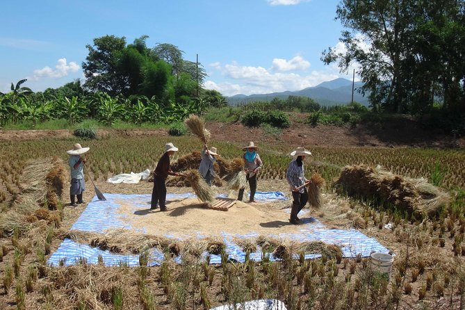 Chiang Mai Biking & River Kayak : Gentle Thrills in a Lush Valley - Lunch at Mango Plantation Restaurant: vegetarian and vegan friendly