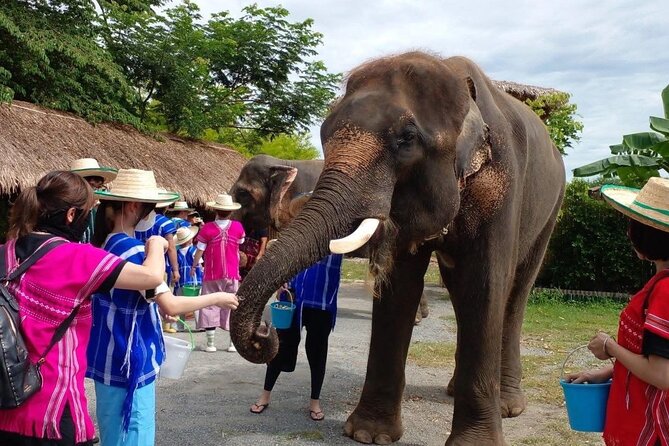 Chiang Mai Chapulin Elephant Care and Sticky Waterfall - Key things that make this Chiang Mai day work