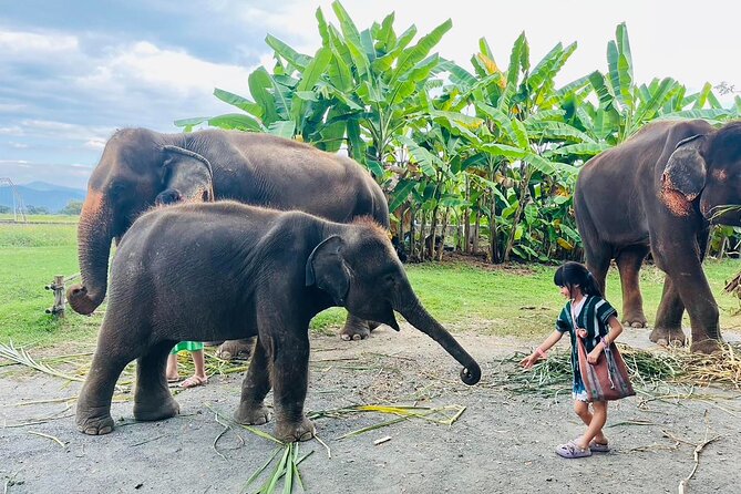 Chiang Mai Chapulin Elephant Care and Sticky Waterfall - Entering Chapulin Elephant Sanctuary: calm countryside, not a zoo vibe