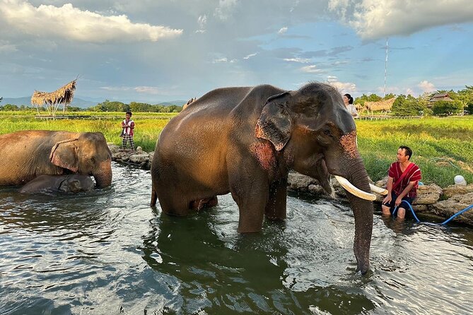 Chiang Mai Chapulin Elephant Care and Sticky Waterfall - Feeding, interacting, and walking in the jungle: close but guided