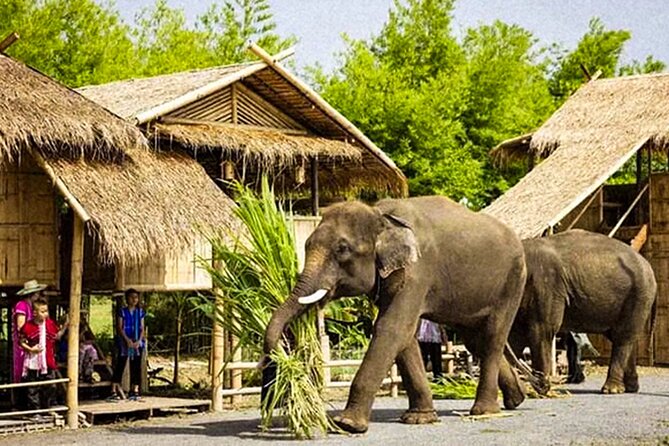 Chiang Mai Chapulin Elephant Care and Sticky Waterfall - Price and value: what $38.72 really buys in Chiang Mai