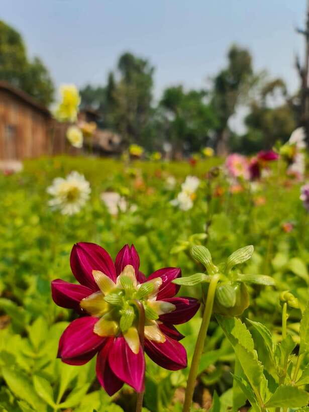 Chiang Mai: Dantewada Land of Angels & Sticky Waterfall Tour - Should You Book the Chiang Mai Land of Angels and Sticky Waterfall Tour?