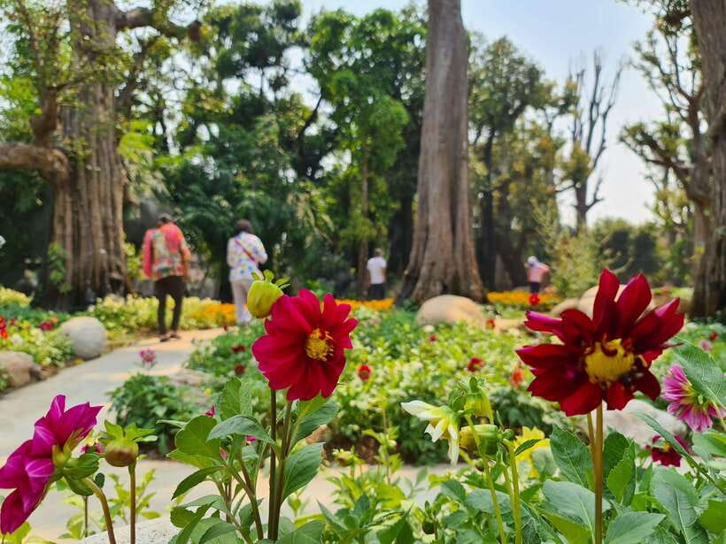 Chiang Mai: Dantewada Land of Angels & Sticky Waterfall Tour - Bua Thong Sticky Waterfall: Climbing Limestone Like You Have Gecko Feet
