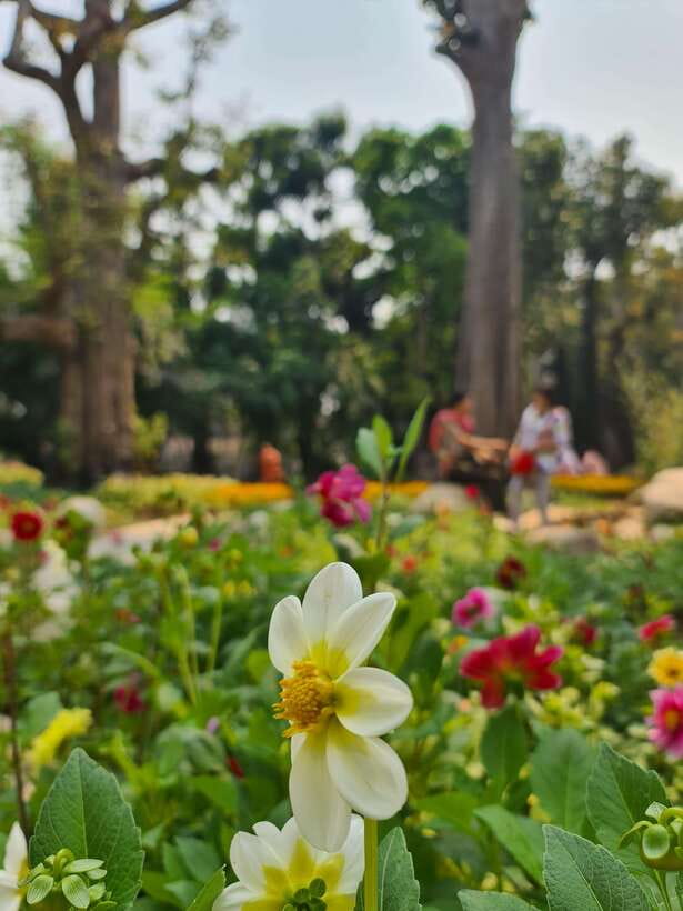 Chiang Mai: Dantewada Land of Angels & Sticky Waterfall Tour - Logistics You’ll Actually Care About: What to Bring and How to Dress