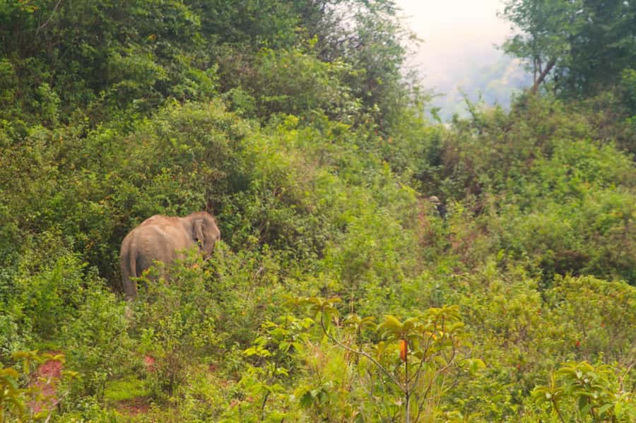 Chiang Mai: Day for Elephant Observation Only Half-day Trip - Key things that make this elephant day different