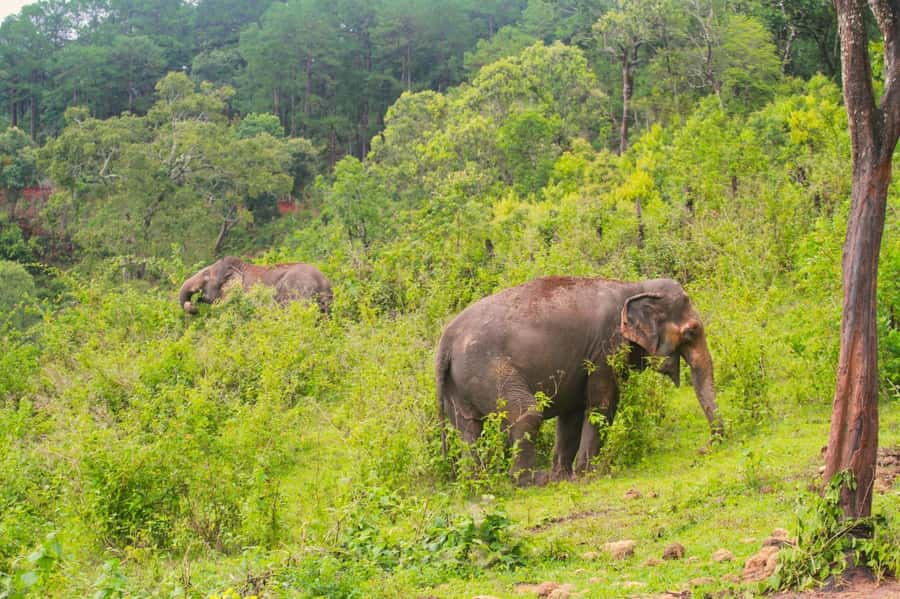 Chiang Mai: Day for Elephant Observation Only Half-day Trip - Your half-day schedule, explained like a friend would