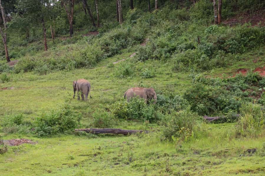 Chiang Mai: Day for Elephant Observation Only Half-day Trip - What you’ll actually remember (beyond the photos)