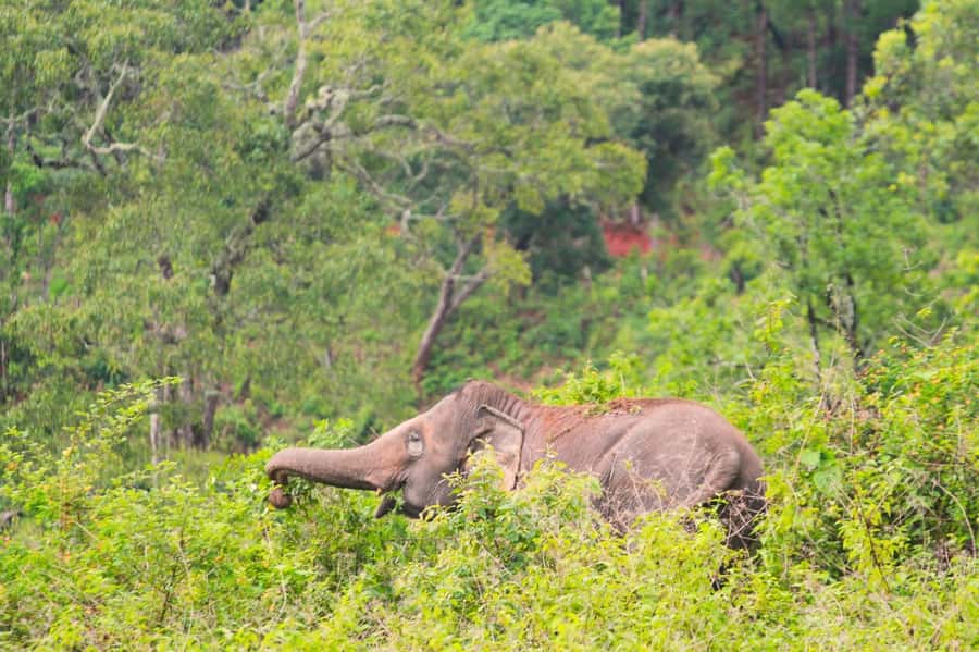 Chiang Mai: Day for Elephant Observation Only Half-day Trip - Price and value: why $46 can still feel like a full-day deal