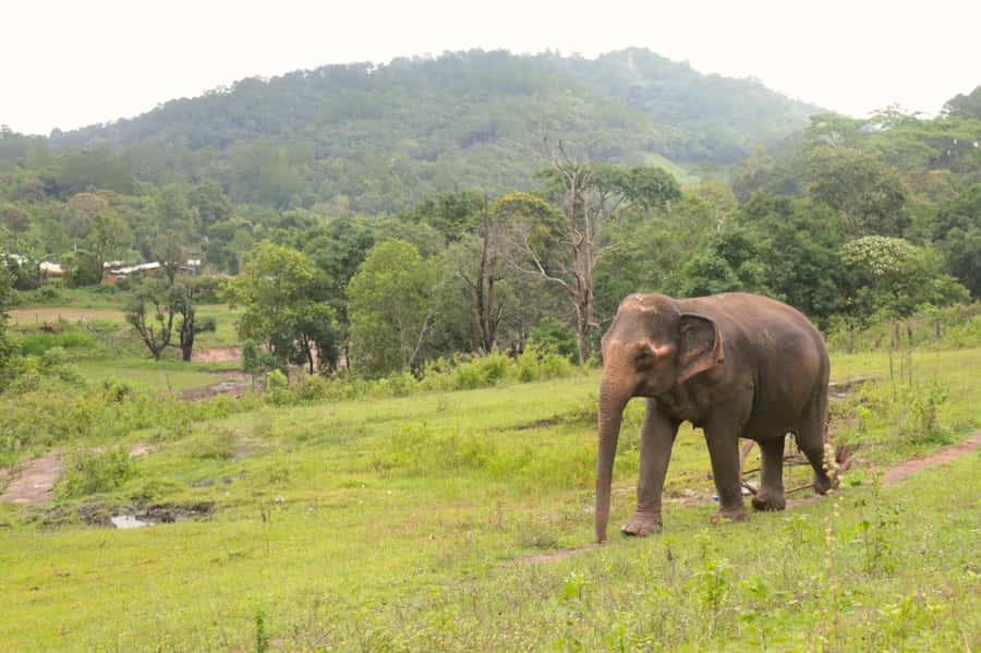 Chiang Mai: Day for Elephant Observation Only Half-day Trip - Should you book Big Boy Elephant Sanctuary?
