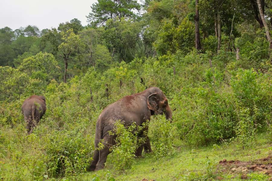 Chiang Mai: Day for Elephant Observation Only Half-day Trip - FAQ