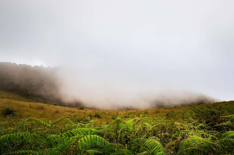 Chiang Mai: Doi Inthanon National Park, Waterfall & Lunch - Doi Inthanon day trip: what makes it worth your time