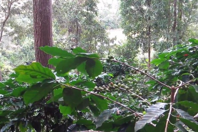 CHIANG MAI: Doi Inthanon-Trekking Pha Dok Seaw-Waterfall-Lunch - Price and Value: What $44.60 Covers vs What You Pay Later