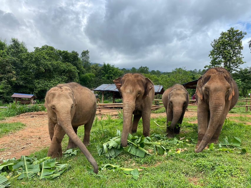 Chiang Mai: Elephant Dream Project Sanctuary - Half-Day - Feeding elephants in the native habitat: what you actually do
