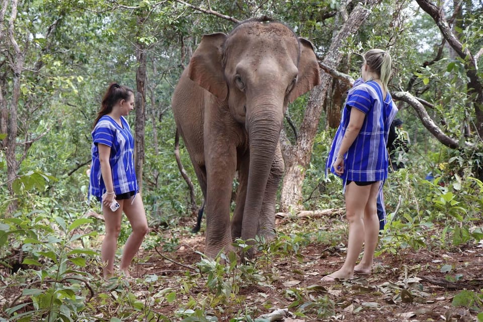 Chiang Mai: Elephant Dream Project Sanctuary - Half-Day - Jungle walking with elephants: close, but not a show