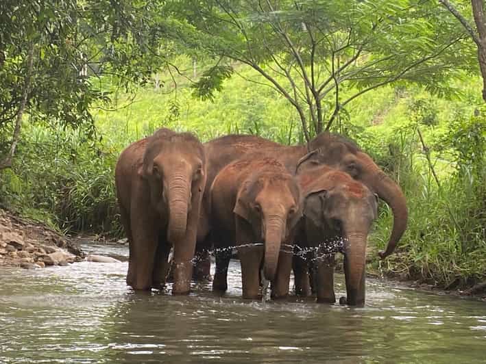 Chiang Mai: Elephant Dream Project Sanctuary - Half-Day - Price and value: is $51 a fair deal for what you get?