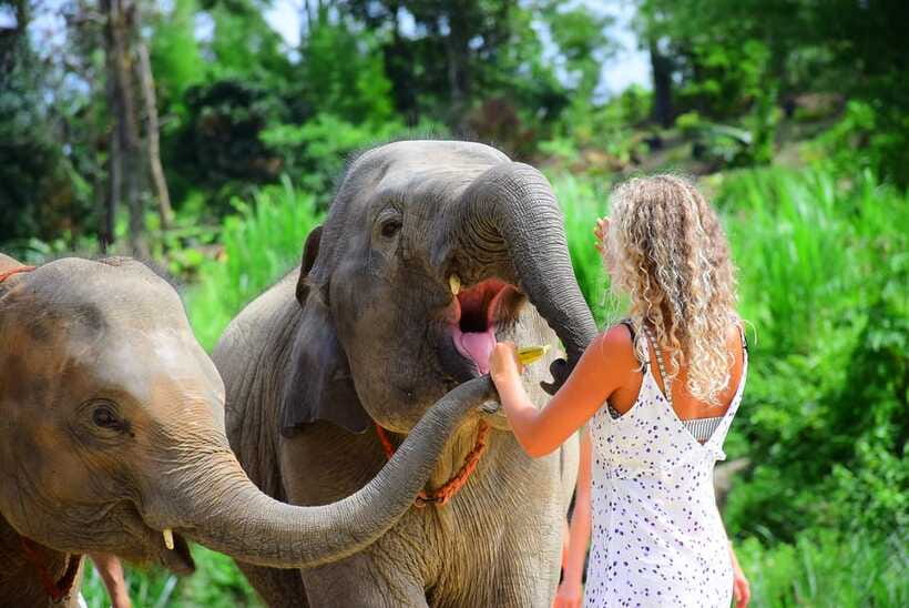 Chiang Mai: Elephant Feeding Experience - The main event: about 30 minutes feeding and taking photos