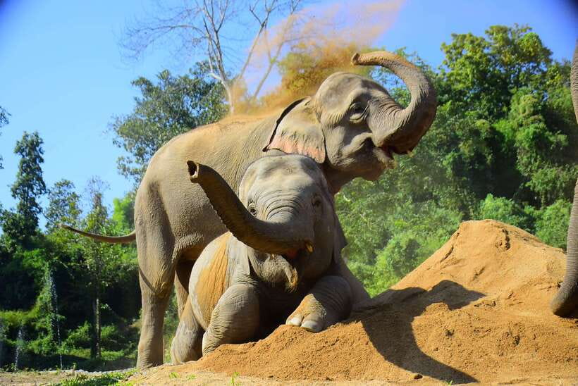 Chiang Mai: Elephant Feeding Experience - Park care and ethics: how to read the vibe without overthinking it