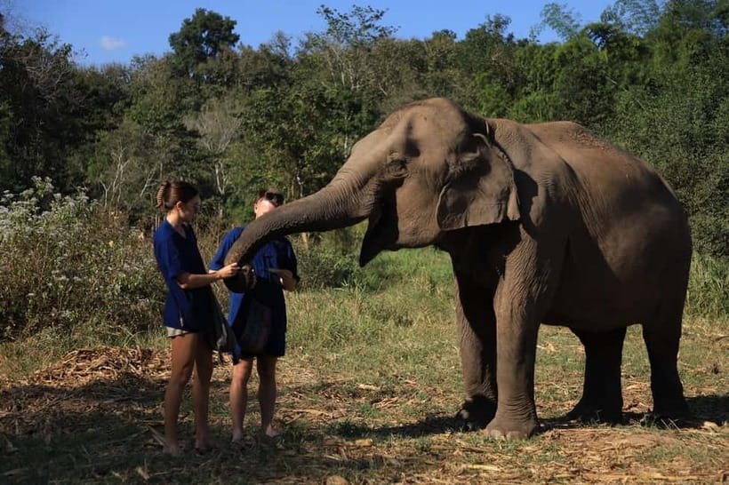 Chiang Mai: Elephant Sanctuary Bamboo Raft & Padthai Cooking - Mo Hom Welcome, Feeding, and Forest Walking: The Most Meaningful Part