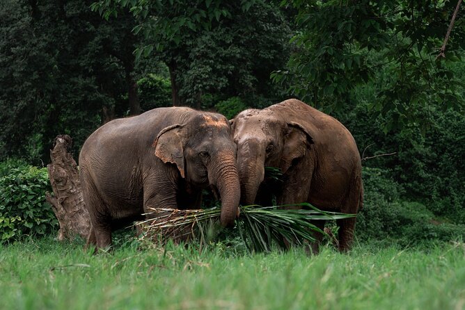 Chiang Mai Elephant Sanctuary, Bamboo Rafting and Waterfall Tour - Bua Tong Waterfall: the barefoot sticky climb and real-world comfort tips
