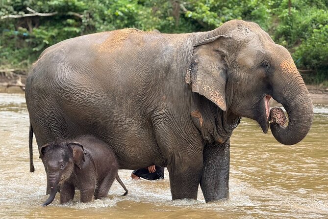 Chiang Mai Elephant Sanctuary, Bamboo Rafting and Waterfall Tour - New Elephant Home in Mae Tang Valley: what ethical means here
