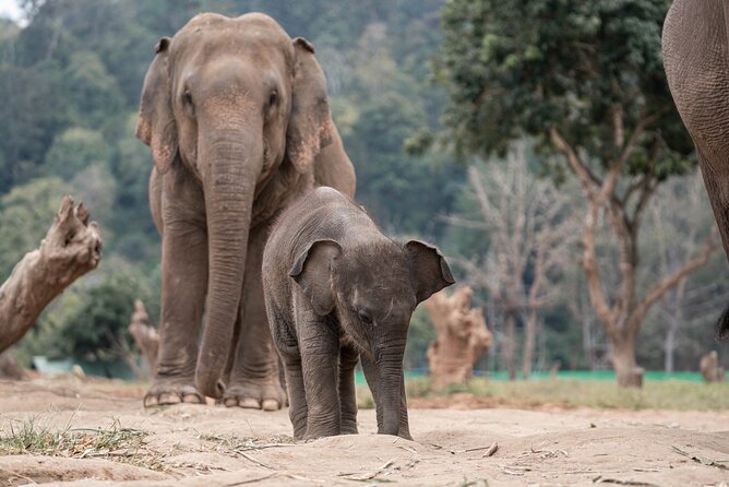 Chiang Mai Elephant Sanctuary, Bamboo Rafting and Waterfall Tour - Lunch, entrances, and the $58.70 value math