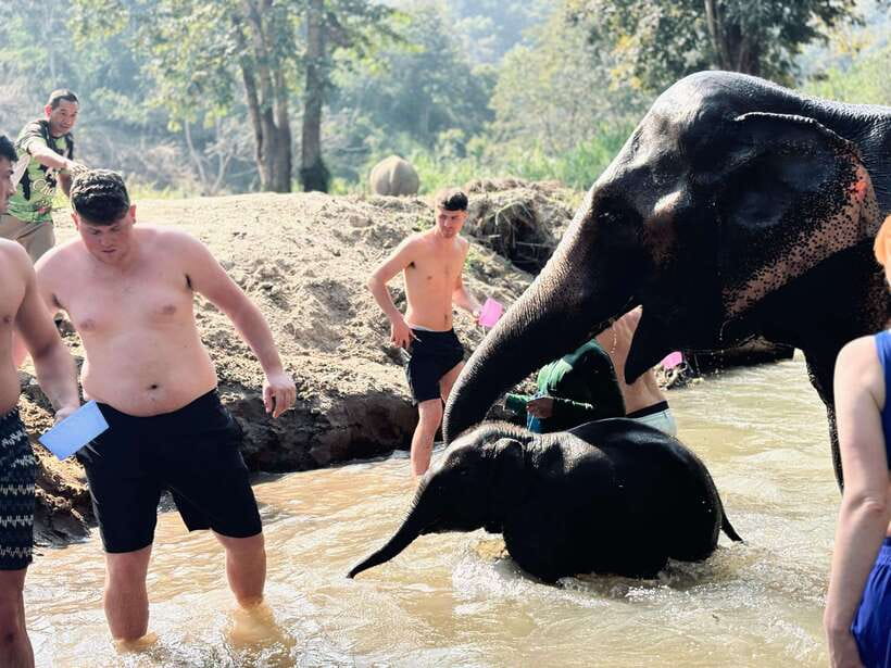 Chiang Mai: Elephant Sanctuary Feeding Program Half-Day Tour - Who should book this half-day and who should skip it