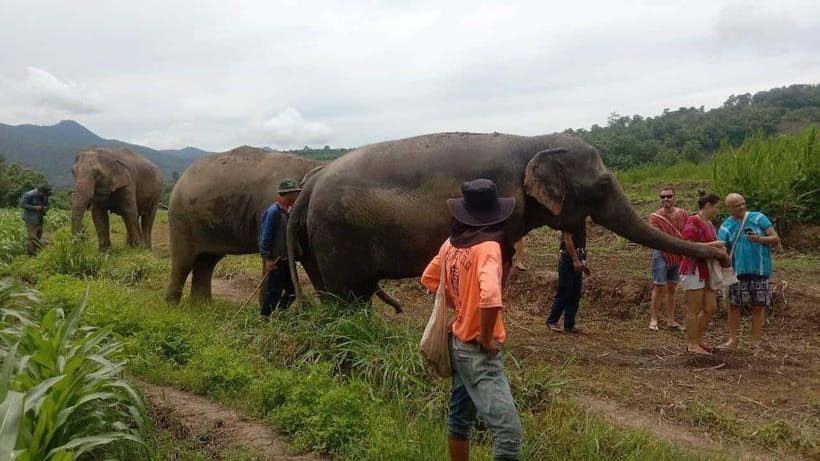 Chiang Mai: Elephant Sanctuary Local Hill Tribe Caretakers - Elephant Sanctuary Care in Chiang Mai: what “ethical” looks like here
