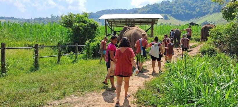 Chiang Mai: Elephant Sanctuary Local Hill Tribe Caretakers - Feeding, walking, and mud: the elephant-care portion that you’ll remember