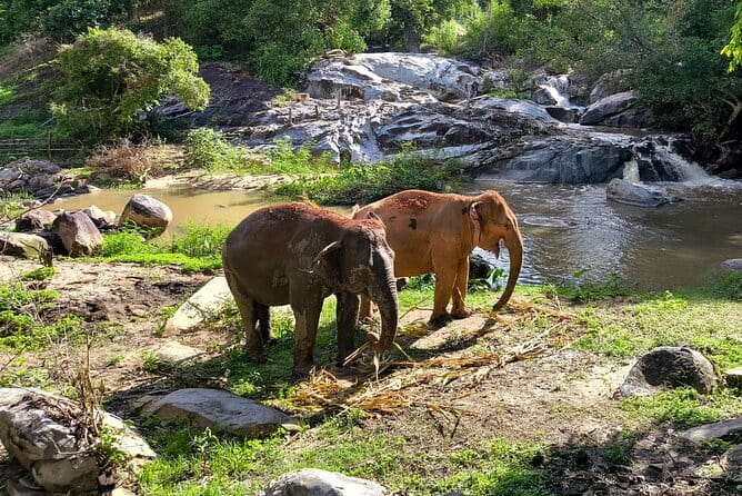 Chiang Mai Elephant Sanctuary Observation and Bamboo Rafting - Lunch included: simple, filling, and timed for the day