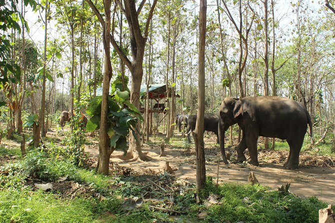 Chiang Mai Elephant Sanctuary Small Group Ethical Tour - Key highlights you’ll actually care about
