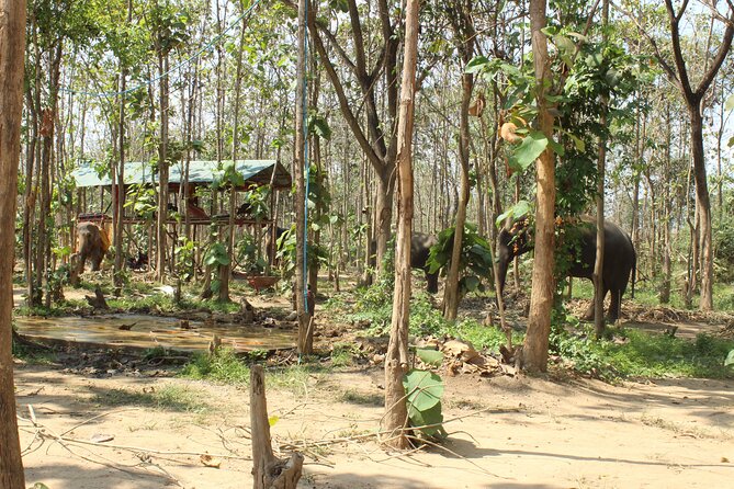 Chiang Mai Elephant Sanctuary Small Group Ethical Tour - Half-Day Elephant Jungle Sanctuary: what this day is really like